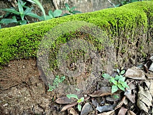 Green moss growing on the edge of dry waterways