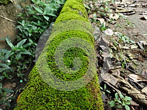 Green moss growing on the edge of dry waterways