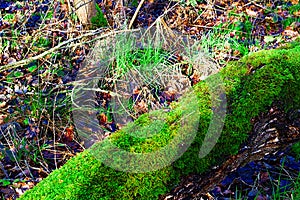 Green Moss Growing On A Fallen Tree Trunk