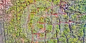 Green Moss Growing on Old Brick Wall Surface