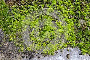 Green moss growing on old cement wall, nature texture background