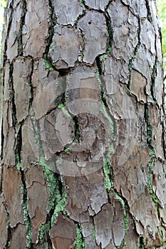 Green Moss Growing on the Peeling, Cracked Bark of a Loblolly Pine Tree