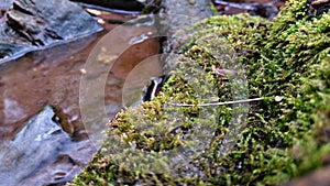 Green moss growing in a rock