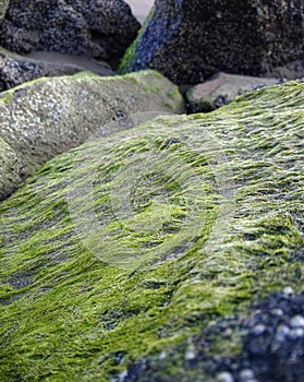 green moss growing on rocks on the beach
