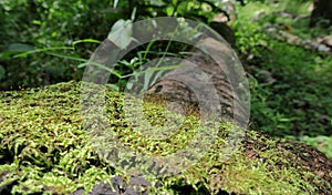 Green moss growing on the surface of a fallen rubber tree stem