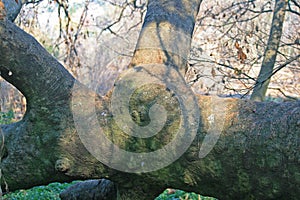 GREEN MOSS GROWING ON THICK BRANCH WITH SUN DAPPLES AND SHADE