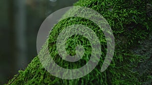 Green moss growing on tree in forest. Natural wood scene ecology environment background. Close up macro view