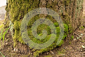 Green moss growing on tree roots close-up