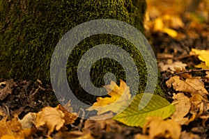 Green moss growing on a tree trunk in forest shade