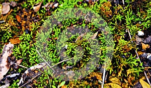 green moss grows in the dead leaves