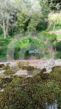 Green moss grows on a stone fence in a tropical climate macro photo