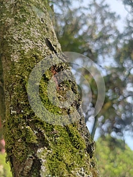 Green moss grows on tree tunk