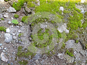 Green moss grows in the yard beside the house