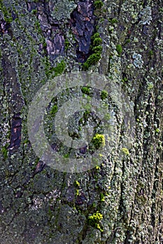 Green moss on grunge tree background photo