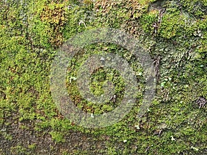 Green moss in the gutter