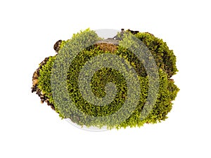 Green moss isolated top view. Silvergreen bryum moss