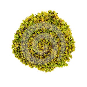 Green moss isolated top view. Silvergreen bryum moss