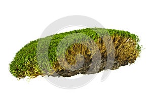 Green moss isolated on a white background