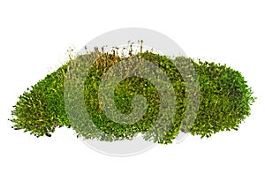 Green moss isolated on white background