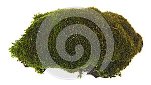 Green moss isolated on white background