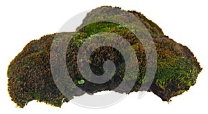 Green moss isolated on white background