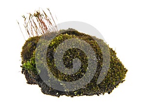 Green moss isolated on white background