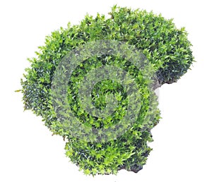 Green moss isolated on white background close up.