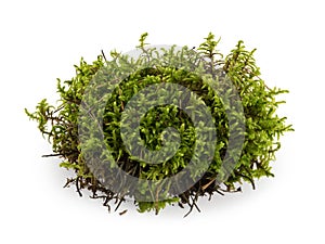 Green moss isolated on white background closeup