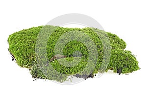 Green moss isolated on white background closeup, macro