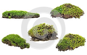 Green moss isolated on white background - collection