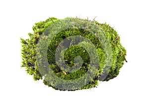 green moss isolated on white