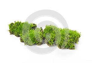 Green moss isolated on white bakground. photo