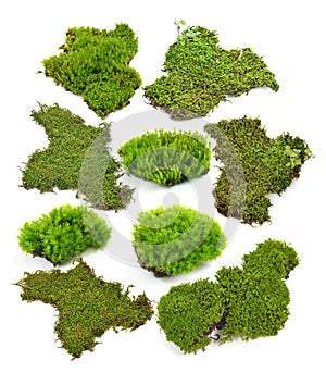 Green moss isolated on white bakground photo