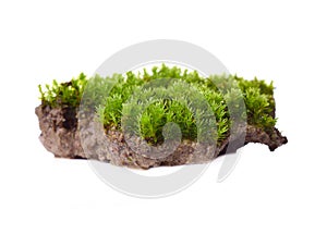 Green moss isolated on white bakground