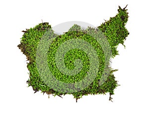 Green moss isolated on white bakground photo