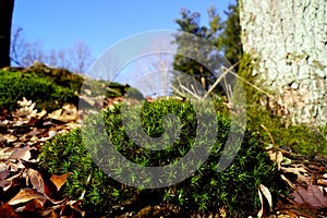 Green moss and leaves, February