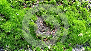 Green moss or lichen growing on granite wall. Abstract background. Close-up