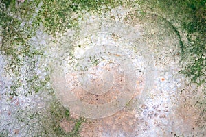 Green moss lichen On the old crack gray cement floor