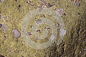 Green moss and lichen texture and background. Green moos texture on old stone