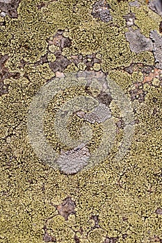 Green moss and lichen texture and background. Green moos texture on old stone