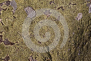 Green moss and lichen texture and background. Green moos texture on old stone