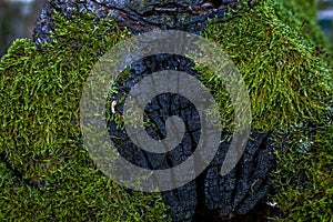 Green moss and lichen texture and background. Mossy wood background. Closeup view of green moss and lichen.
