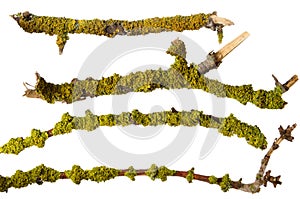 Green moss and lichen on tree branch set isolated on white background