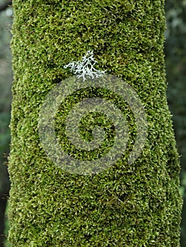 Green moss and lichen on tree trunk in Etna Park photo