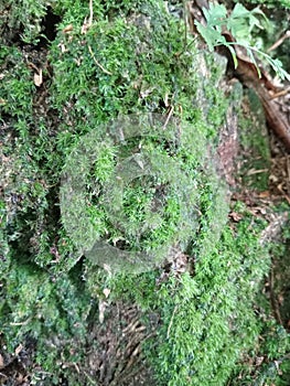 green moss like arrangement of small leaves growing on bamboo roots