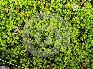 Green moss looks like a small tree, macro, narrow focus area