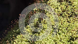 green moss macro