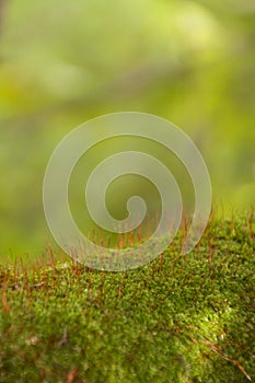 Green moss macro