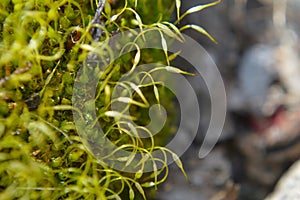 Green Moss Macro