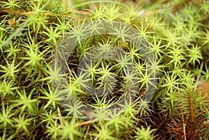 Green Moss Macro (Polytrichum commune) photo